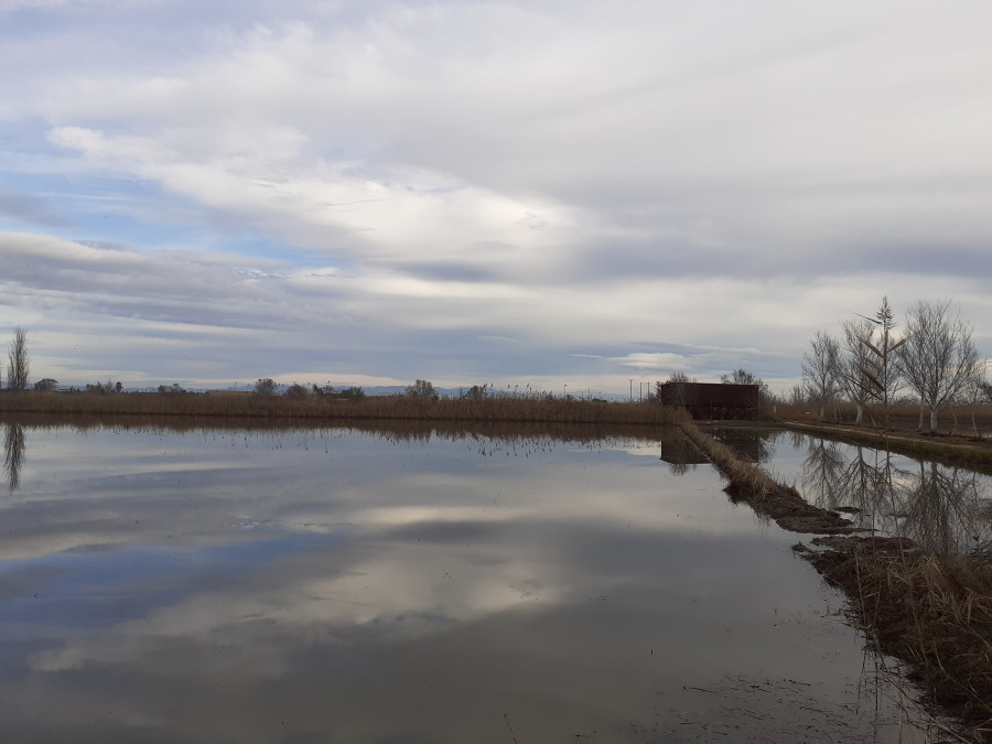SEAT and the Volkswagen Group restore the ecosystem of the Ebro Delta Nature Park 04 HQ